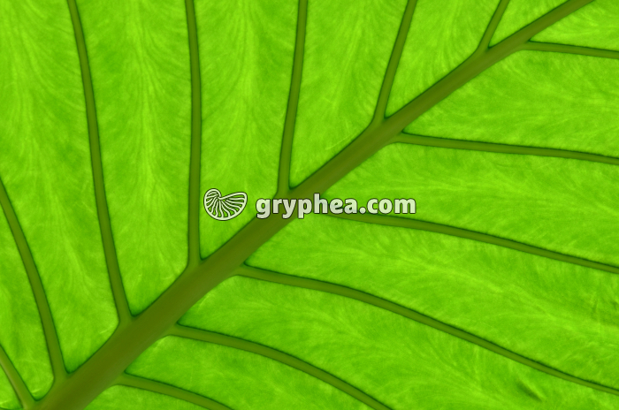 Feuille avec nervures - gryphea.org